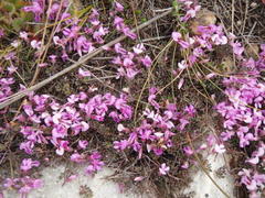 Indigofera sp19a