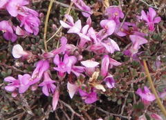 Indigofera sp19a