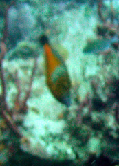 Cantherhines macrocerus