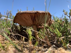 Pseudoclitocybe cyathiformis