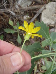 Othonna osteospermoides