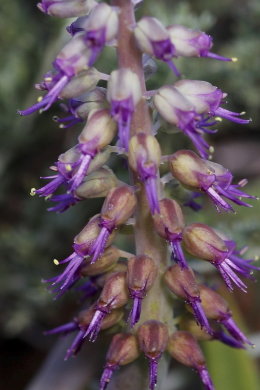Lachenalia violacea, Namakwa, South Africa