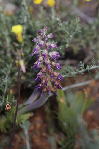 Lachenalia violacea
