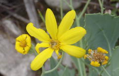 Othonna osteospermoides