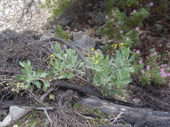 Othonna osteospermoides