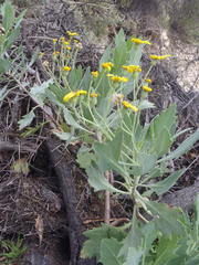 Othonna osteospermoides