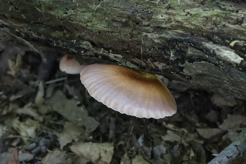 Omphalotus japonicus · August 2021 · photo: © ninacourlee (iNaturalist, cc-by)