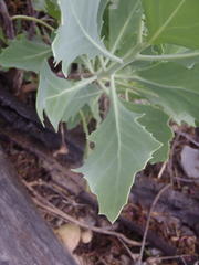 Othonna osteospermoides