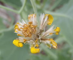 Othonna osteospermoides