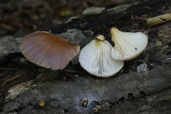 Omphalotus japonicus
