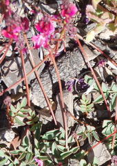 Indigofera capillaris