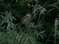 Acrocephalus arundinaceus