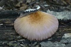 Omphalotus japonicus