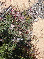 Indigofera capillaris
