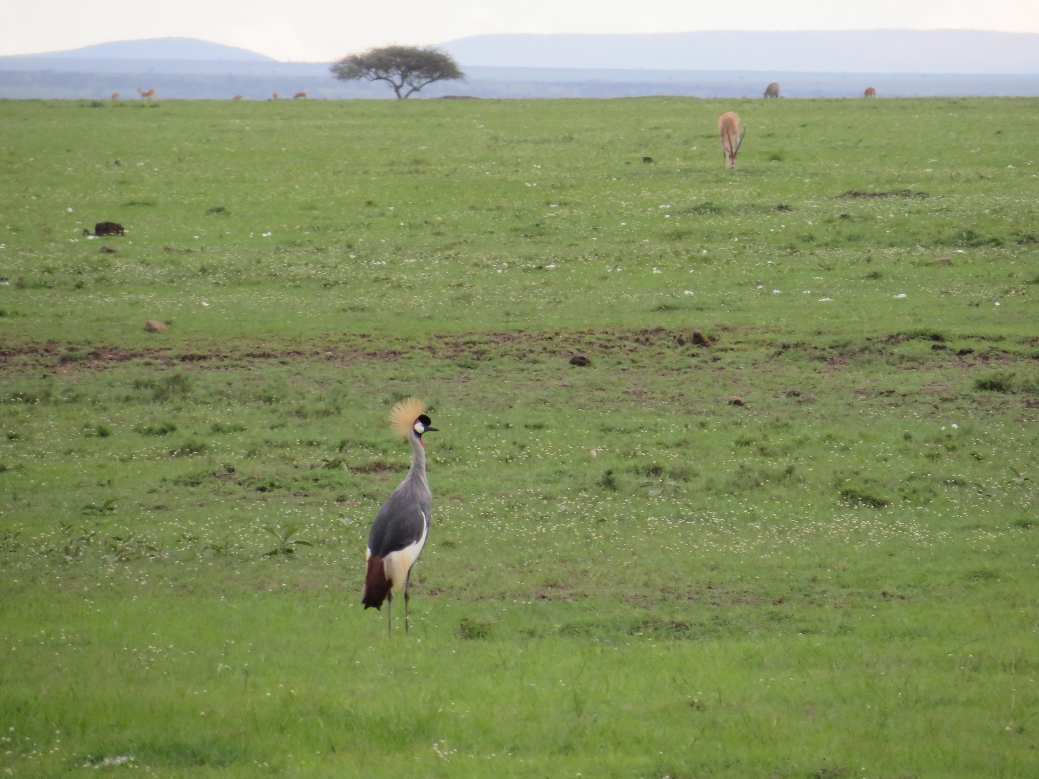 Grey Crowned Crane