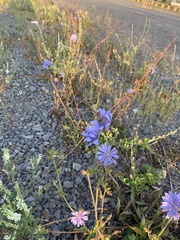 Cichorium intybus