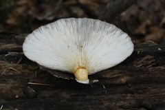 Omphalotus japonicus
