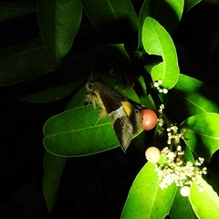 Bastilla fulvotaenia