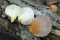 Omphalotus japonicus