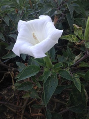 Datura wrightii
