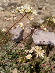 Saxifraga paniculata