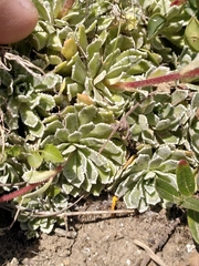 Saxifraga paniculata