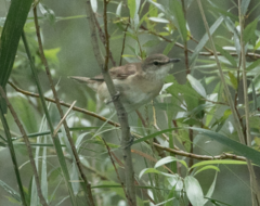 Acrocephalus arundinaceus