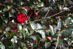 Camellia japonica