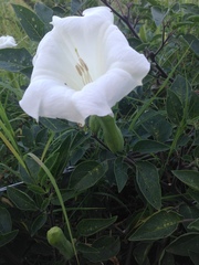 Datura wrightii