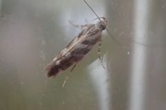 Aristotelia ericinella