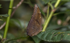 Morpho menelaus menelaus