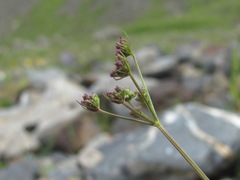 Lomatocarum alpinum