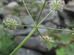 Lomatocarum alpinum