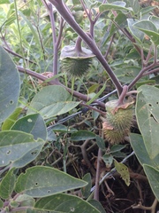 Datura wrightii