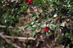 Camellia japonica