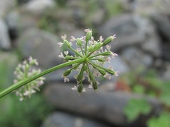 Lomatocarum alpinum