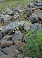 Lomatocarum alpinum