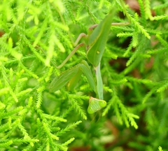 Hierodula tenuidentata