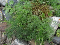 Lomatocarum alpinum