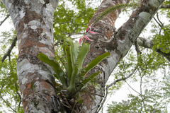 Aechmea setigera
