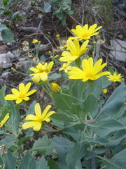 Othonna osteospermoides