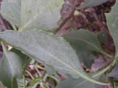 Othonna osteospermoides