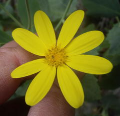 Othonna osteospermoides