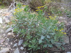 Othonna osteospermoides