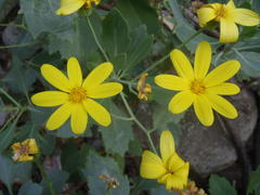 Othonna osteospermoides