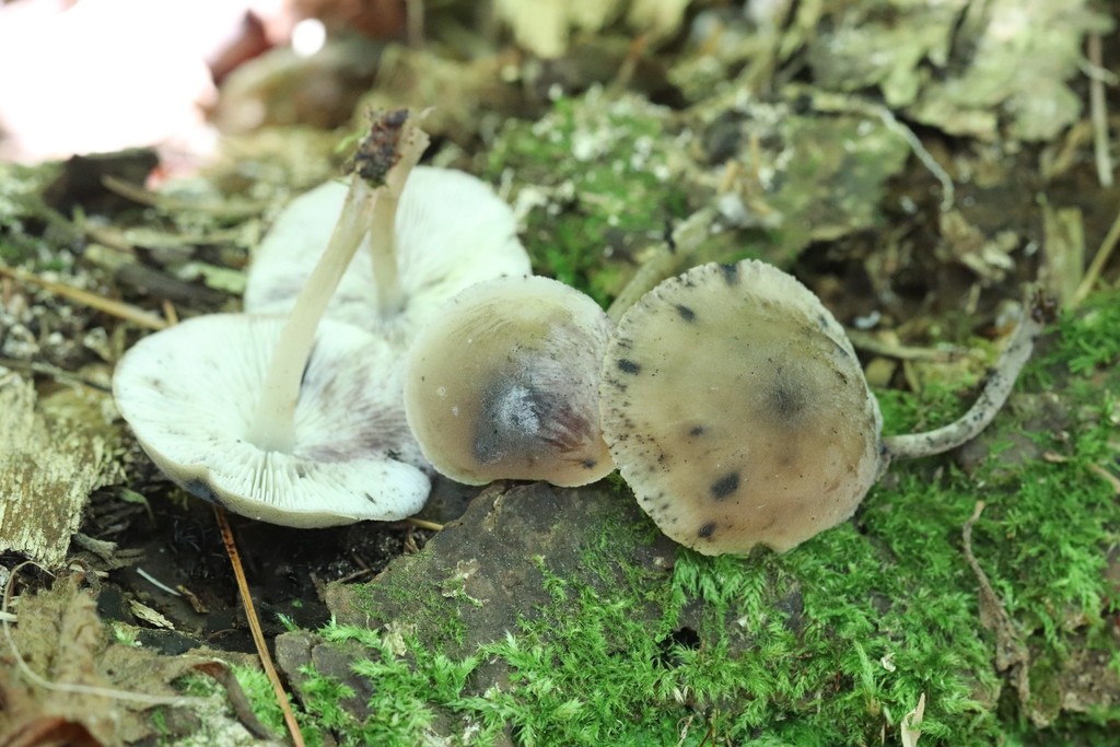Hydropus atramentosus · August 2021 · photo: © ninacourlee (iNaturalist, cc-by)
