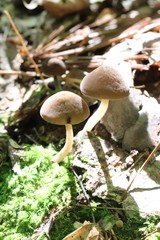 Hydropus atramentosus