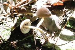 Hydropus atramentosus