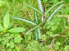 Hemidesmus indicus