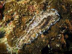 Acanthozoon